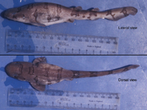 Image of Cephaloscyllium fasciatum (Reticulated swellshark)