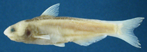 Image of Cetopsis montana 