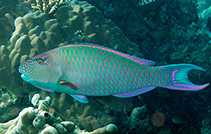 Image of Cetoscarus ocellatus (Spotted parrotfish)