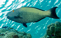 Image of Cetoscarus ocellatus (Spotted parrotfish)