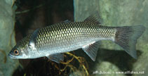 Image of Cestraeus plicatilis (Lobed river mullet)