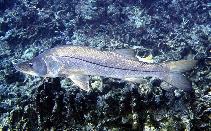 Image of Centropomus undecimalis (Common snook)