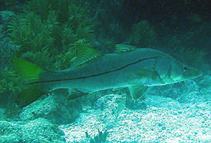 Image of Centropomus unionensis (Union snook)