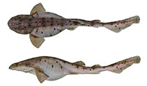 Image of Cephaloscyllium variegatum (Saddled swellshark)