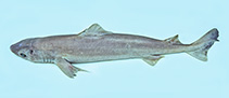 Image of Centrophorus zeehaani (Southern dogfish)