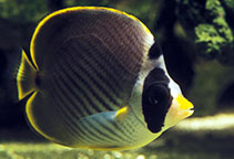 Image of Chaetodon adiergastos (Philippine butterflyfish)