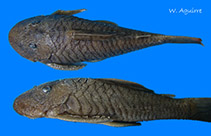 Image of Transancistrus aequinoctialis 