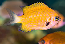 Image of Pycnochromis pacifica (Pacific bronze Chromis)