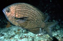 Image of Chromis albomaculata (White-spotted chromis)