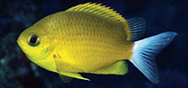 Image of Chromis albicauda (White-caudal chromis)