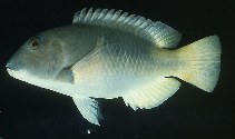 Image of Choerodon anchorago (Orange-dotted tuskfish)