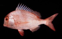 Image of Chrysoblephus anglicus (Englishman seabream)