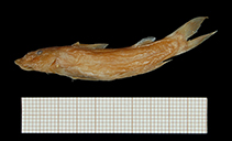 Image of Chiloglanis angolensis 