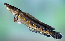 Image of Channa ara (Sri Lanka giant snakehead)