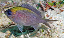 Image of Chromis athena 