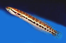 Image of Channa bankanensis (Bangka snakehead)