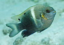 Image of Chrysiptera biocellata (Twinspot damselfish)