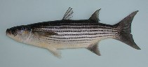 Image of Chelon bispinosus (Cape Verde mullet)