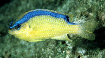 Image of Chrysiptera brownriggii (Surge damselfish)