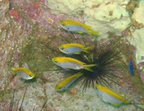 Image of Chromis cadenati (Cadenat\