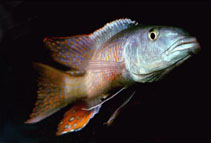 Image of Champsochromis caeruleus 