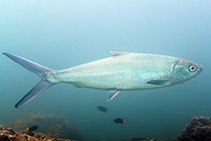 Image of Chanos chanos (Milkfish)