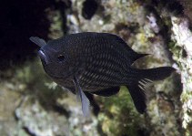 Image of Chromis chromis (Damselfish)