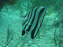 Image of Chelmonops curiosus (Western talma)