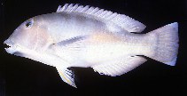 Image of Choerodon cyanodus (Blue tuskfish)