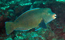 Image of Chlorurus cyanescens (Blue humphead parrotfish)