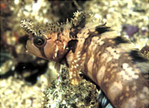 Image of Chirolophis decoratus (Decorated warbonnet)