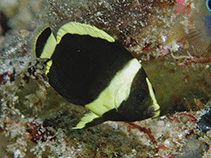 Image of Chaetodontoplus dimidiatus (Velvet angelfish)