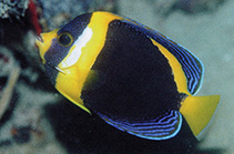 Image of Chaetodontoplus duboulayi (Scribbled angelfish)