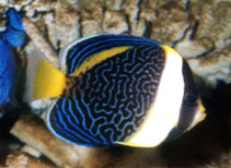 Image of Chaetodontoplus duboulayi (Scribbled angelfish)