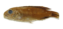 Image of Chindongo elongatus (Elongate mbuna)