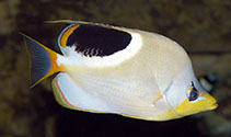 Image of Chaetodon ephippium (Saddle butterflyfish)