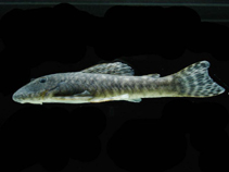 Image of Chaetostoma leucomelas 