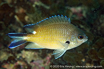 Image of Chromis fumea (Smokey chromis)