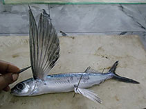 Image of Cheilopogon furcatus (Spotfin flyingfish)