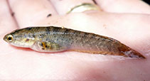 Image of Channa gachua (Red seam snakehead)