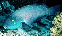 Image of Chlorurus gibbus (Heavybeak parrotfish)