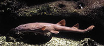 Image of Chiloscyllium griseum (Grey bambooshark)