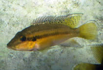 Image of Chromidotilapia guntheri (Guenther\