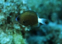 Image of Pycnochromis hanui (Chocolate-dip Chromis)