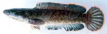 Image of Channa harcourtbutleri (Burmese snakehead)