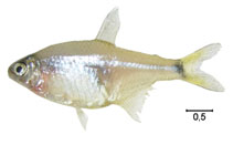 Image of Cheirodon ibicuhiensis 