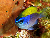 Image of Chromis insolata (Sunshinefish)