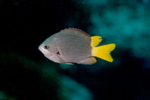 Image of Chromis jubauna 