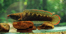 Image of Channa kelaartii (Dwarf snakehead)