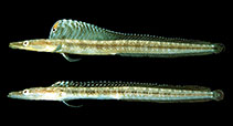 Image of Chaenopsis limbaughi (Yellowface pikeblenny)